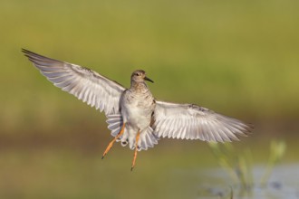 Ruff (Philomachus pugnax), female in flight, Narew, Bialystok, Podlasie, Poland, Europe