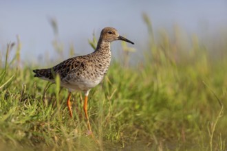 Ruff (Philomachus pugnax), female, Narew, Bialystok, Podlasie, Poland, Europe