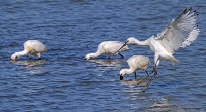 Flock of Eurasian spoonbills, common spoonbill (Platalea leucorodia) juveniles and adults foraging