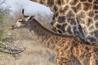 South African giraffes (Giraffa camelopardalis giraffa), adult and young animal, young feeding on