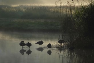 Summer morning atmosphere, morning fog, Germany, Europe