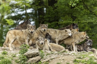 A wolf community in a natural environment, showing the social behaviour of a pack, Timber wolf,
