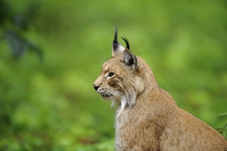 Eurasian lynx (Lynx lynx) portrait, Hesse