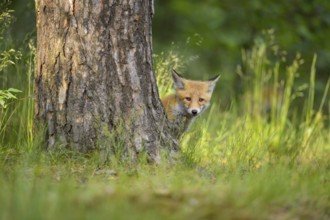 Red fox (Vulpes vulpes), a curious young fox looks out from behind a tree, summer, Hesse, Germany,