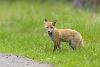 Red fox (Vulpes vulpes), a young fox standing on a forest path in the meadow, summer, Hesse,