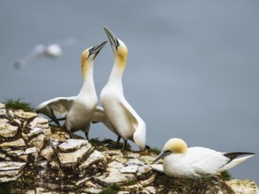 Northern Gannet, Morus bassanus, birds on cliff, Bempton Cliffs, North Yorkshire, England, United