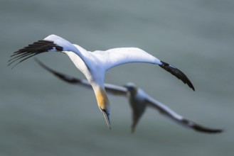 Northern Gannet, Morus bassanus, bird in flight over sea, Bempton Cliffs, North Yorkshire, England,