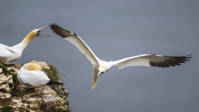 Northern Gannet, Morus bassanus, bird in flight over sea, Bempton Cliffs, North Yorkshire, England,