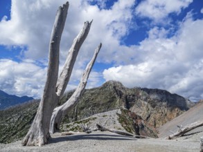 Ash covered slopes of the volcano Chaiten, dead trees of the eruption of 2008, at end of hiking