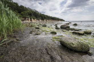Steep coast, Poel Island, Mecklenburg-Western Pomerania, Germany, Europe