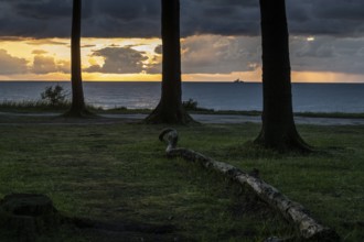 Beech forest (Fagus sylvatica), Ghost Forest Nienhagen, Mecklenburg-Western Pomerania, Germany,