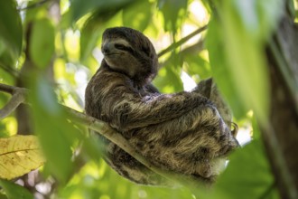Brown-throated sloth (Bradypus variegatus) in a tree, Cahuita National Park, Costa Rica, Central