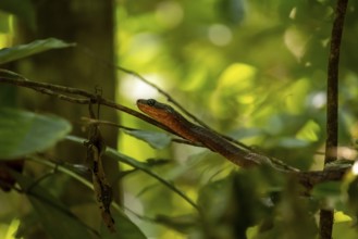 American whipsnake (Mastigodryas melanolomus), slithering on a branch, in the rainforest, Corcovado