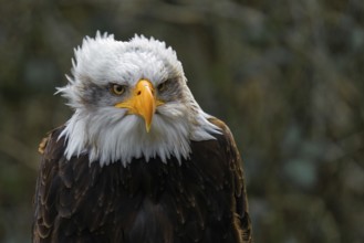 Bald eagle (Haliaeetus leucocephalus), portrait, facial expression