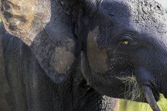 African forest elephant (Loxodonta cyclotis) in Loango National Park, Parc National de Loango,