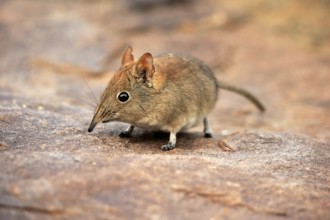 Short-eared elephant shrew, (Macroscelides probosideus), adult, foraging, Mountain Zebra National