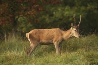 Red deer (Cervus elaphus) spit during the rut, Allgäu, Bavaria, Germany, Allgäu, Bavaria, Germany,