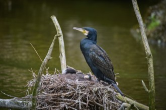Cormorant (Phalacrocorax carbo) sitting at the nest with young birds, spring, Switzerland, Europe