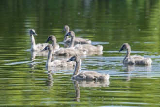 Mute swan (Cygnus olor), young birds swimming on a pond, Thuringia, Germany, Europe