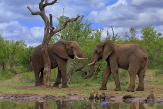 African elephant (Loxodonta africana), adult, male, two bulls, fighting, wrestling, at the water,