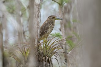 Night heron (Nycticorax nycticorax), young bird on Bromelia, spring, Everglades National Park,