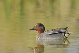 Eurasian teal (Anas crecca), male, North Rhine-Westphalia, Germany, Europe