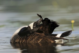 Canada goose (Branta canadensis) grooming its feathers, North Rhine-Westphalia, Germany, Europe
