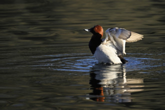 Common Pochard (Aythya ferina), male taking off from the water, Rootsee, Canton Lucerne,
