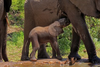 African elephant (Loxodonta africana), young animal, calf, baby elephant, mother, young animal with