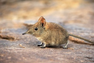 Short-eared elephant shrew, (Macroscelides probosideus), adult, foraging, Mountain Zebra National