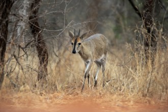 Crowned duiker (Sylvicapra grimmia), adult, male, running, foraging, Kruger National Park, Kruger