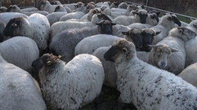 Black-headed domestic sheep (Ovis gmelini aries) for loading in the pen, Mecklenburg-Vorpommern,