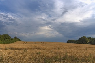 Ripe barleys (Hordeum vulgare), rain clouds, Mecklenburg-Vorpommern, Germany, Europe