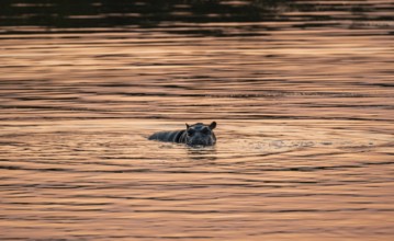 Hippopotamus (Hippopatamus amphibius), young animal in the water at sunset, Sabie River, Kruger