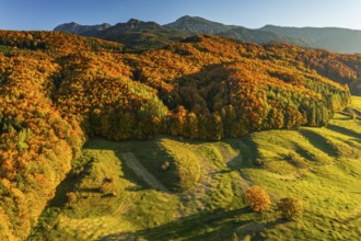 Aerial view of a mountain forest in front of mountains in autumn, sunny, Ohlstadt, view of