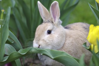 Rabbit (Oryctolagus cuniculus domestica), Portrait, Tulips, Easter, A domestic rabbit sits in a