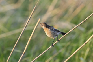 Stonechat (Saxicola rubicola), female sitting on a reed, Lake Neusiedl National Park, Seewinkel,