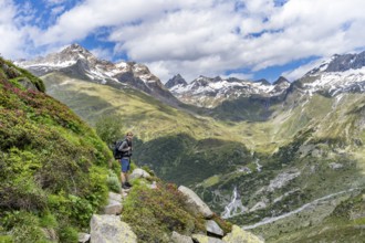 Mountaineer on hiking trail in front of picturesque mountain landscape with blooming alpine roses,