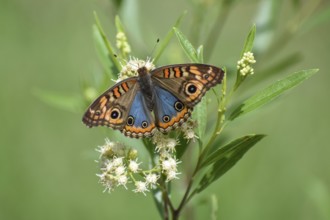 Butterfly of the species Junonia genoveva hilaris on wildflower Austroeupatorium inulifolium, in