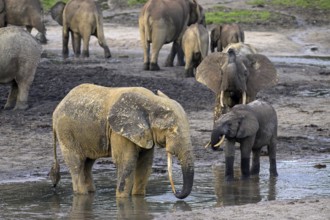 African forest elephants (Loxodonta cyclotis) in the Dzanga Bai forest clearing, Dzanga-Ndoki