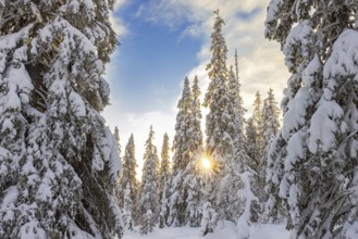 Tykky forest, snow covered spruce trees on the taiga at sunrise in winter, Riisitunturi National