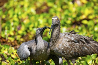 Plumbeous ibis (Harpiprion caerulescens) Pantanal Brazil