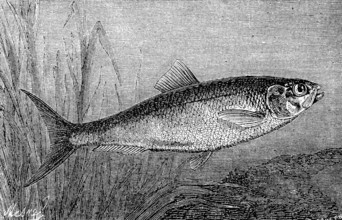 Shad or Alse, Alose, Alosa alosa, Historical, digital reproduction of an original from the 19th