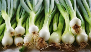 Vegetable, spring onion or spring onion, also known as winter onion, Allium fistulosum