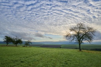 Green orchard meadow, apple tree, under a cloudy sky at sunrise in a quiet landscape, autumn,