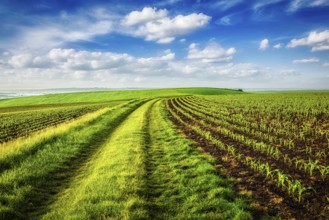 Rolling fields of Moravia, Czech Republic, Europe
