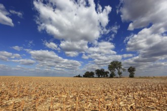 Romania, in the south of the country, maize field after harvest, harvested, stubble field, Europe