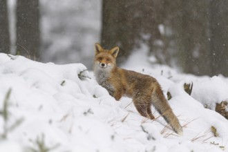 Red fox (Vulpes vulpes), stands in a snowy forest, looking curiously amidst the winter landscape,