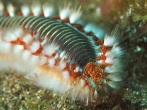 Close-up of a firebristle worm (Hermodice carunculata) in the sea, showing the intricate details
