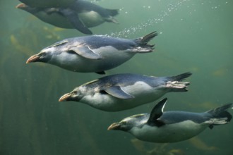 Rockhopper penguin (Eudyptes chrysocome), adult, in water, swimming, group, South Africa, Africa